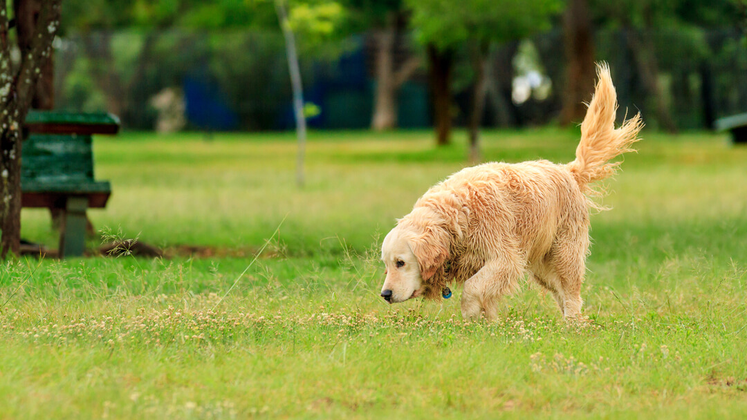 Wag tail dog outlet food